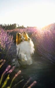 Amazing Dog-Friendly Lavender Farms in Sequim