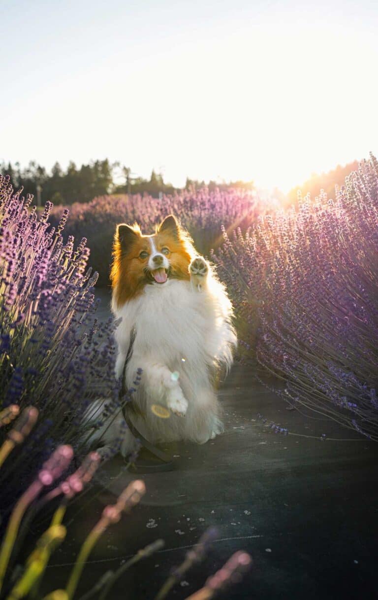 Amazing Dog-Friendly Lavender Farms in Sequim